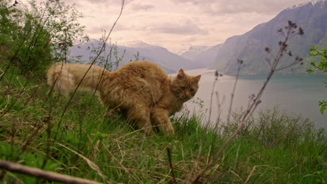 fluffy orange cat walks on grass towards camera at majestic wilderness landscape, lake surrounded by mountians