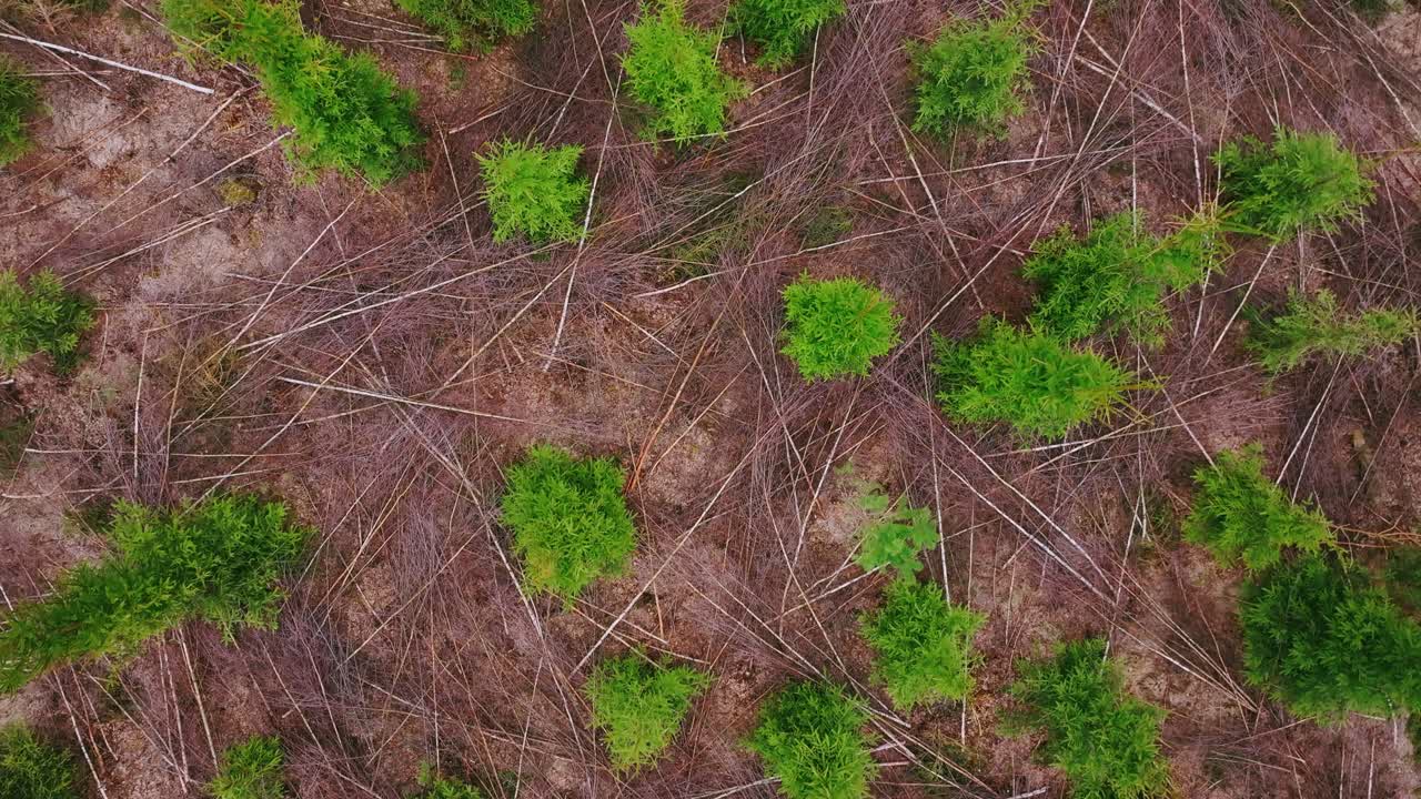 Drone top of regrowth in clearcut forest highlights ecology and resource use