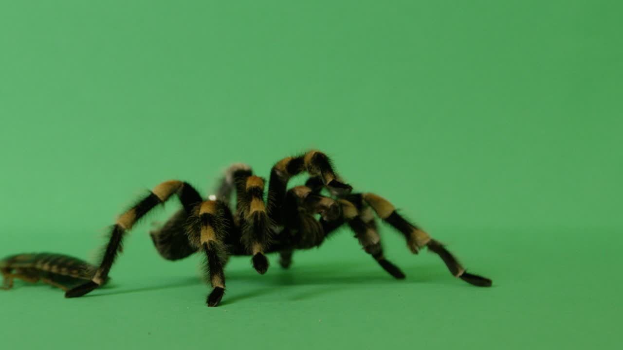 Cockroach Escaping Tarantula Spider On Green Screen Crawling Prey 1
