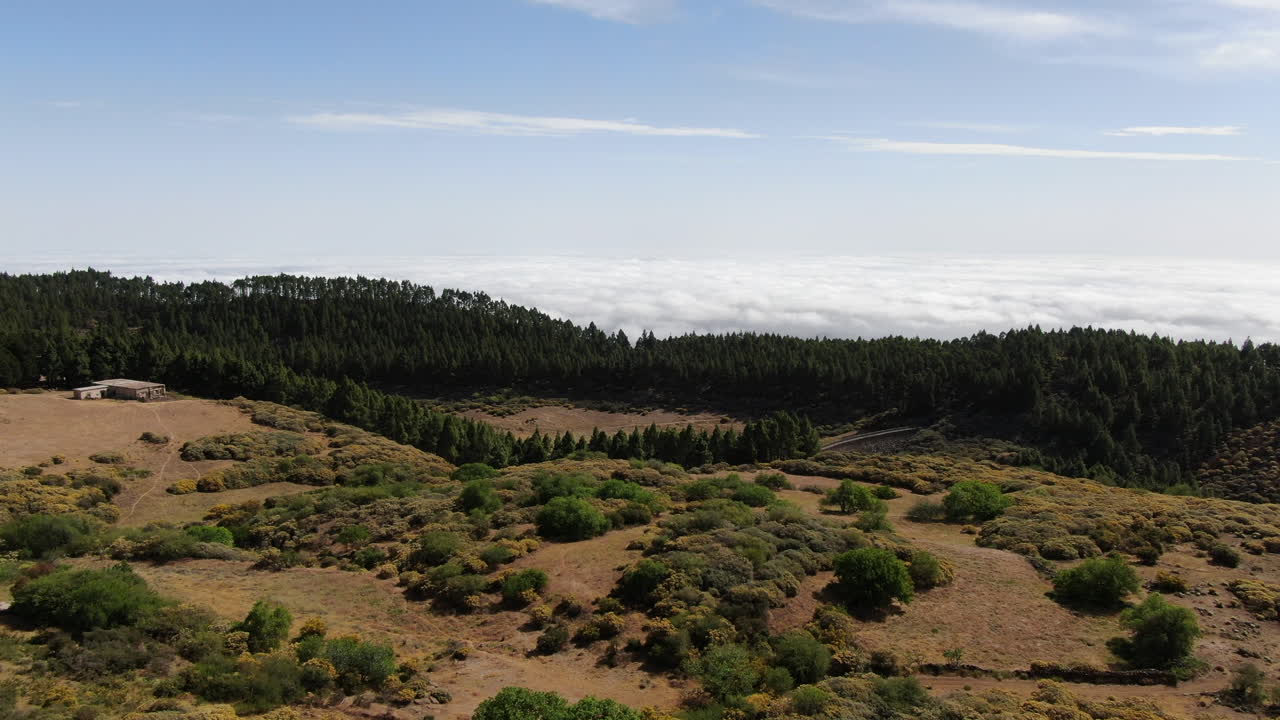 Vista aerea che sorvola una grande pineta di pini delle Canarie in una giornata di sole sull'isola di Gran Canaria.