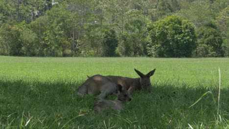 two australian eastern grey kangaroos relaxing in nature