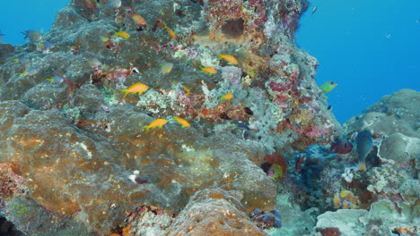 hermosa formación rocosa submarina rodeada de coloridos peces de coral