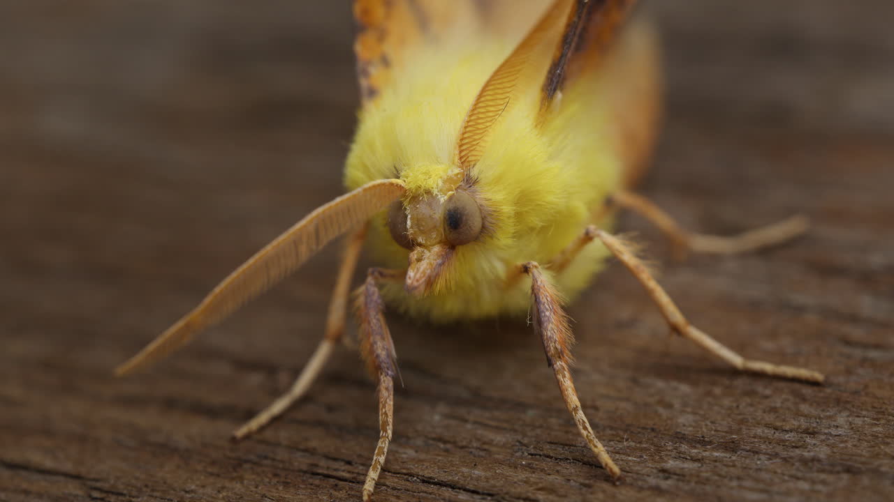 Canary-shouldered Thorn moth, Ennomos alniaria, resting. Macro insect in nature