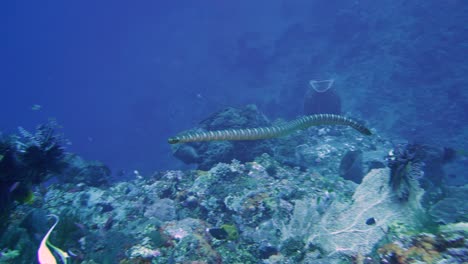 poisonous sea snake swims on top of the coral reef looking for food