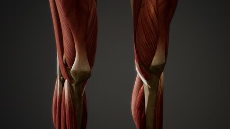 Muscular-System-of-human-body-animation