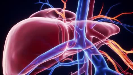 detailed visualization of the human circulatory system: heart and blood vessels in close-up, showcasing the intricate network and functionality of vital organs
