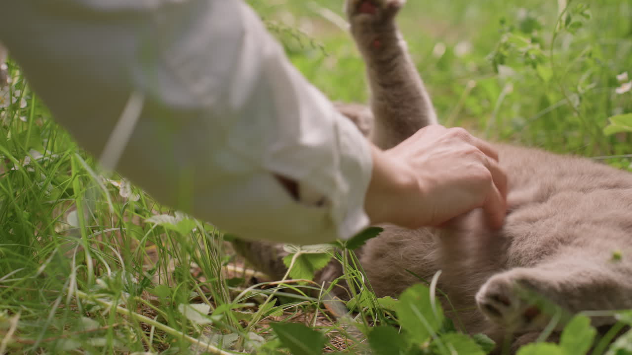 Sunlit Meadow Cat Rolling Onto Back Exposing Belly While Hands Reach In Playful Invitation, Blue Collar And Grass Blades Frame Lively TrustFilled Moment, Carefree Outdoor Interaction