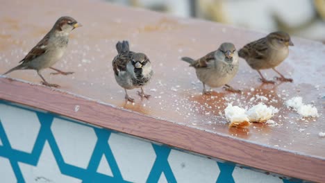 sparrows eating bread