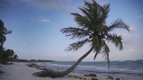 paradise palms on beach 00