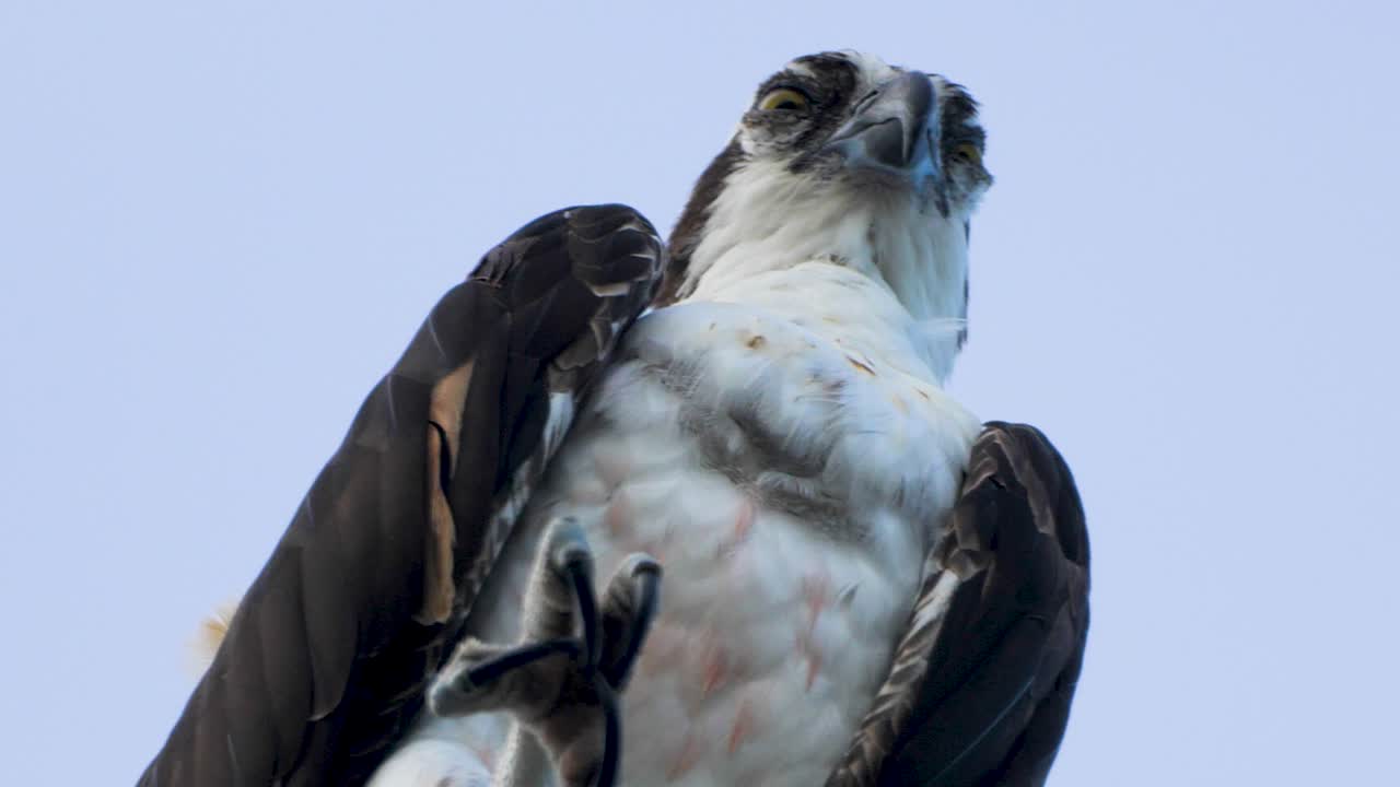 Close-up of an alert osprey with a sharp gaze against a pale blue sky