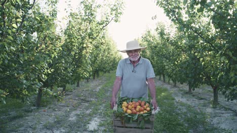 cheerful aged male farmer showing ripe harvested apricots