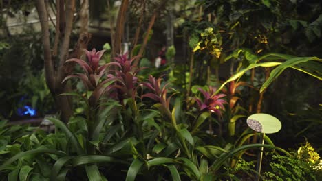 Santuario-Frondoso-Con-Techo-De-Vidrio-Cuenta-Con-Plantas-Tropicales-Y-árboles-Con-Luces-Artificiales