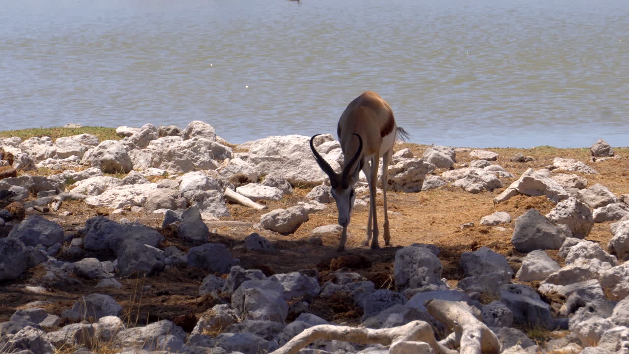 газели спрингбок в национальном парке этоша