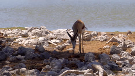 springbok gazelles in etosha national park