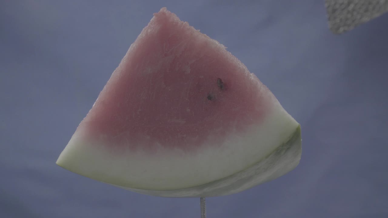 크로마 키를 위해 파란 화면에 루프로 회전하는 수박