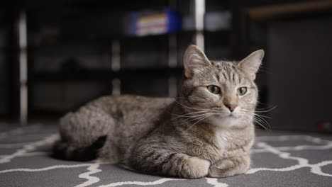 Grey-short-haired-tabby-cat-sitting-on-a-carpet-in-a-living-room-during-the-day