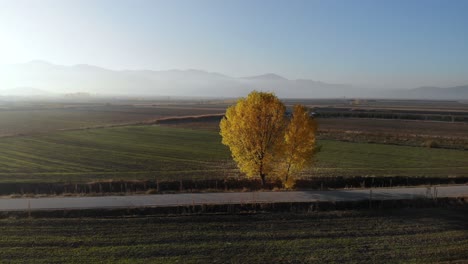 yellow poplar in the middle of lands ready to be planted in autumn morning countryside