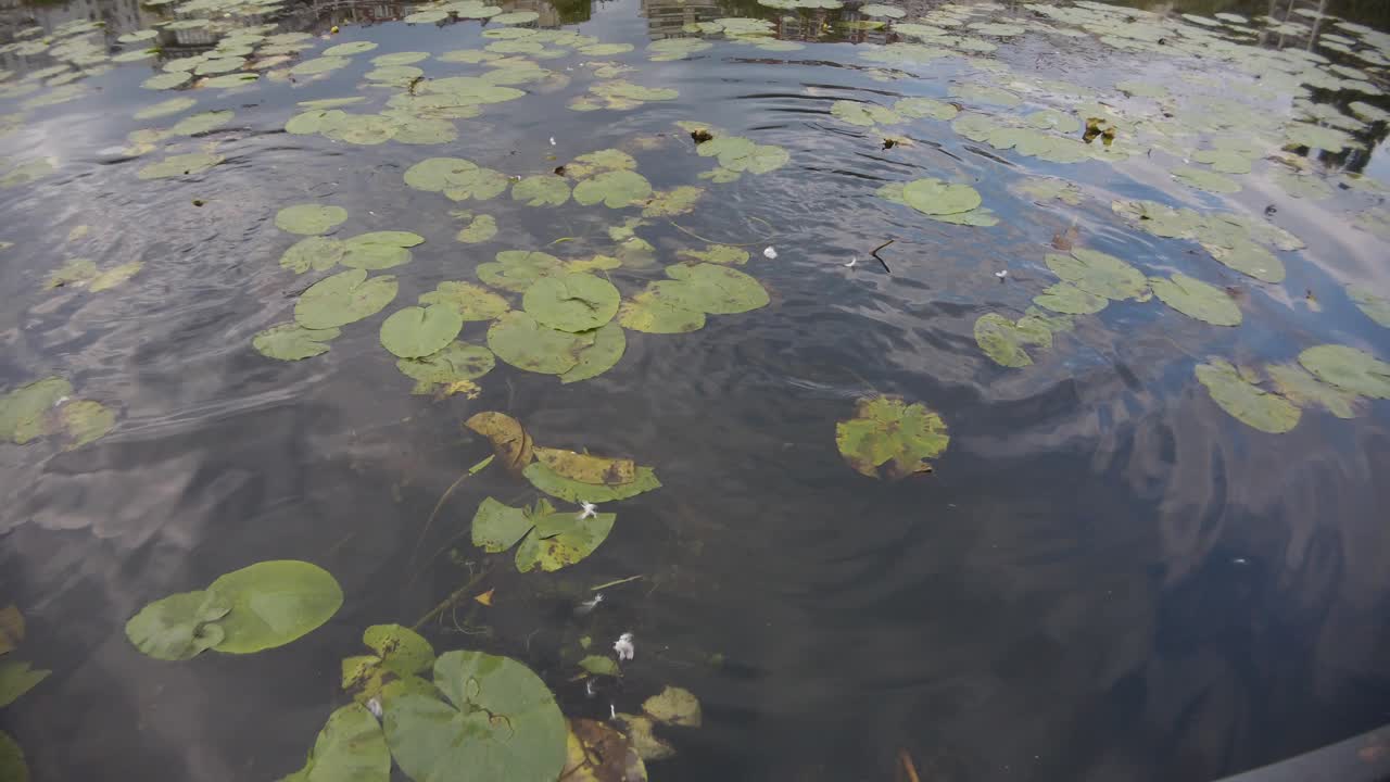 los patos despegan, vuelan desde un lago con nenúfares y reflejos de nubes