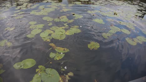 Los-Patos-Despegan,-Vuelan-Desde-Un-Lago-Con-Nenúfares-Y-Reflejos-De-Nubes