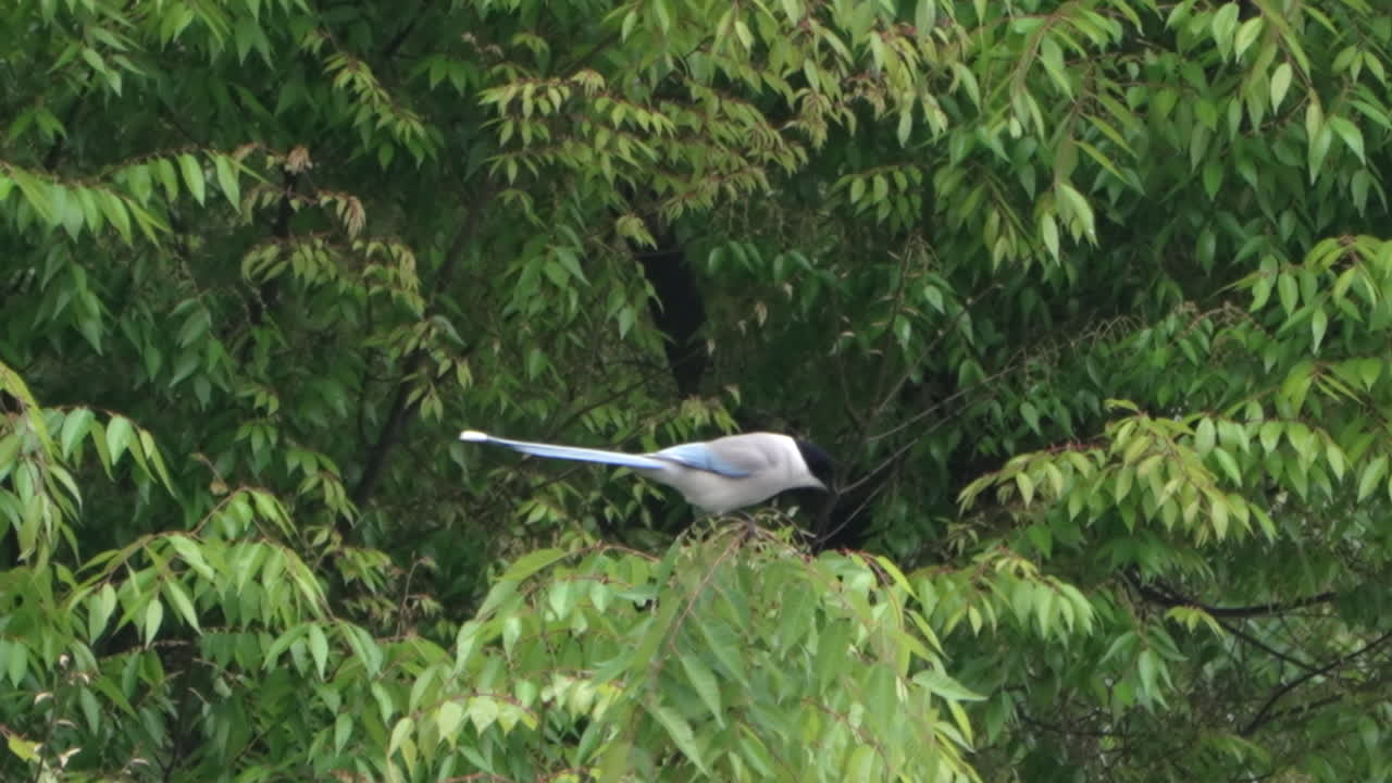 pájaro urraca de alas azules posado luego voló lejos del árbol en tokio, japón - primer plano