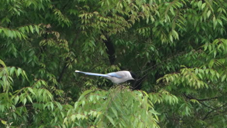 azure-winged magpie bird perching then flew away from the tree in tokyo, japan - close up