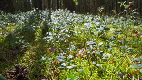 lingonberry plants with colorful small berries on glade