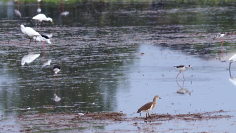 dozens of egrets search for food in the watery fields