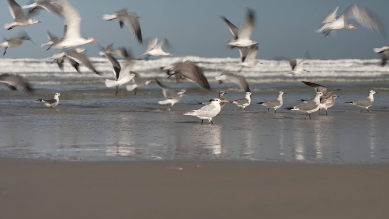 해변의 갈매기가 날다