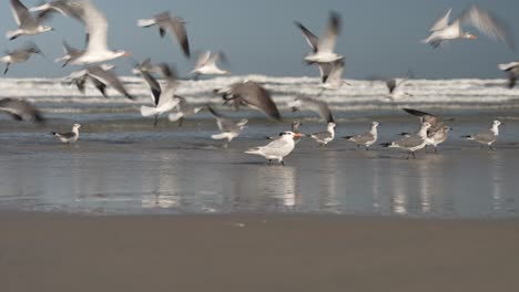 seagulls on the seashore take flight