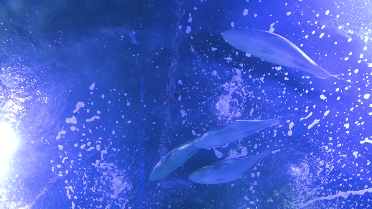 Underwater shot capturing various marine fish and a green sea turtle (Chelonia mydas) at Oceanografic’s marine gallery in Valencia's City of Arts and Sciences in Spain.