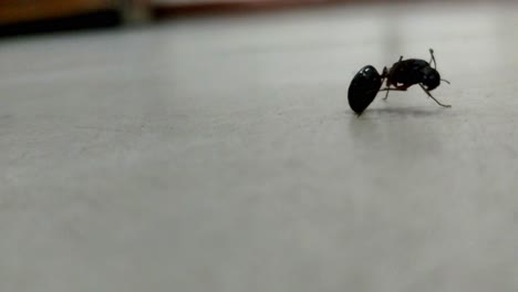 a single ant caring its antenna