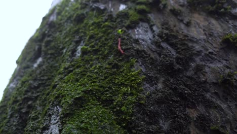 Water Drops Dripping Off Of The Forest Tree - Macro Shot