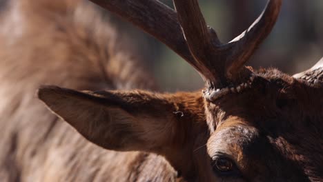 elk bull walk right into lens slomo