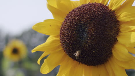 A-static-extreme-close-up-shot-of-a-bee-flying-up-to-a-sunflower-to-collect-nectar,-lands,-walks-around-and-leaves