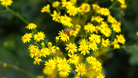abeja polinizando flores