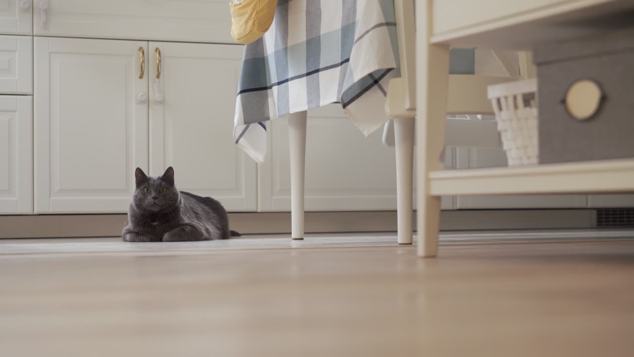 Adult gray cat watching a robot vacuum cleaner cleaning the floor in the house, white robotic vacuum cleaner work on wooden floor with laminate in apartment room.