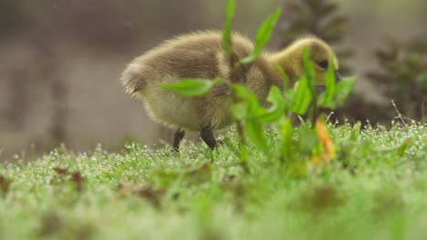 Yellow-baby-goose-searches-for-food-on-green-grass,-close-up-tracking-shot