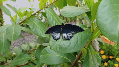 close up of male papilio memnon, or great mormon butterfly, resting on leaf