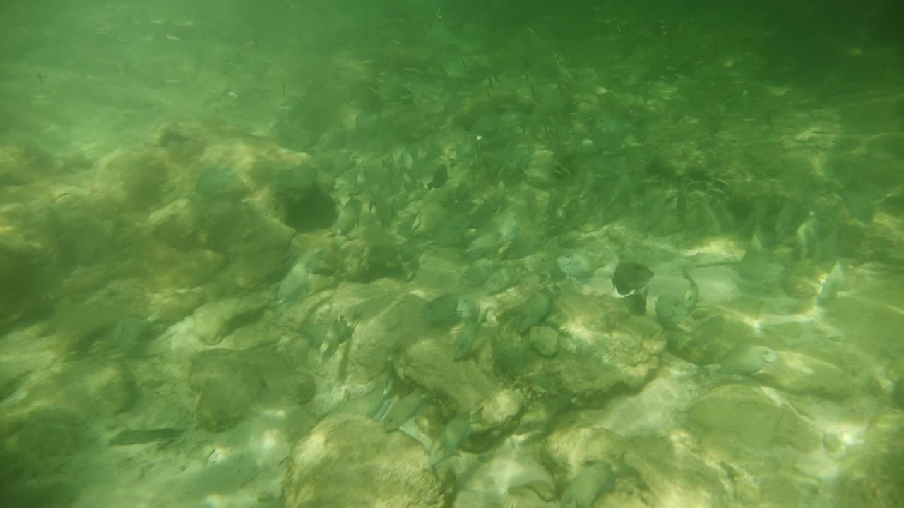 Breathtaking underwaterscene of Tobago’s sparkling Caribbean beach with its reef and fishes
