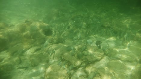 breathtaking underwaterscene of tobago’s sparkling caribbean beach with its reef and fishes
