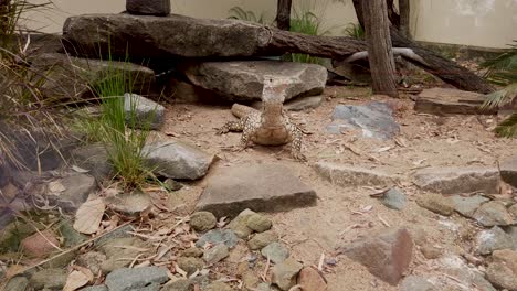 Australian-Goanna-moving-and-climbing-over-rocks-while-flicking-tongue