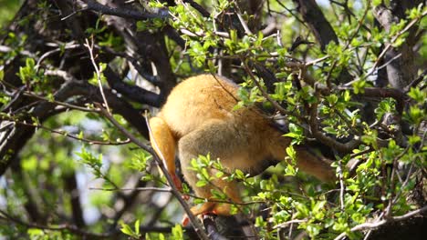 Close-up-shot-of-young-Squirrel-Monkey-climbing-in-blooming-tree-during-sunny-day