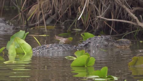 Caimanes-Peleando-En-El-Pantano-De-Los-Everglades-Del-Sur-De-Florida-En-Cámara-Lenta