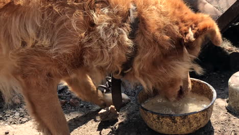 chained dog drinking water