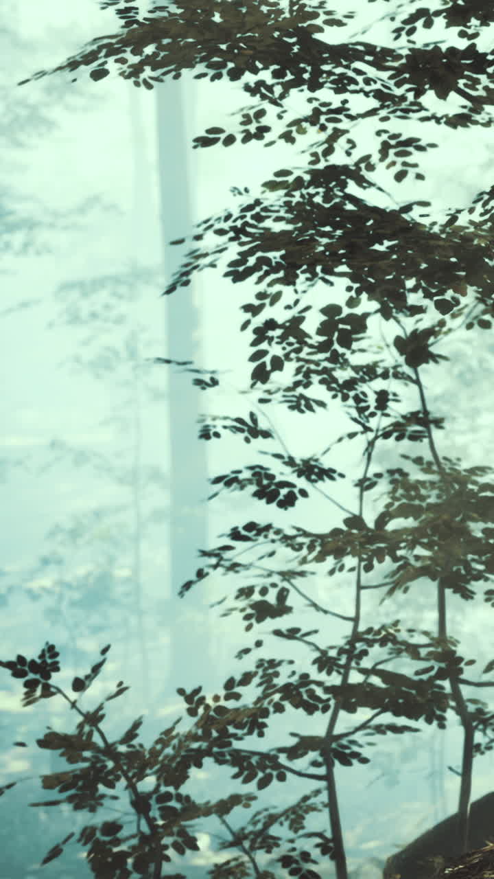 Leaves and trees in a forest during the day with soft light shining through