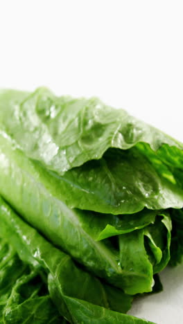 close-up of lettuce