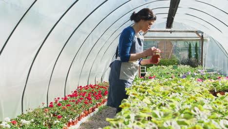 mature woman working in garden center greenhouse checking plants