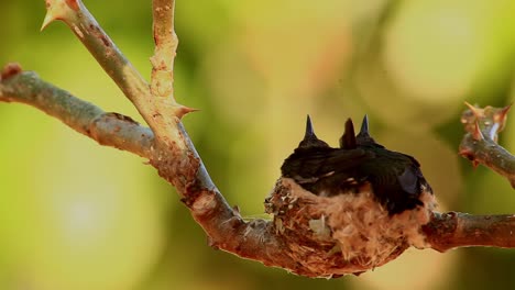 una cría de polluelos de colibrí en su nido pero listos para emplumar