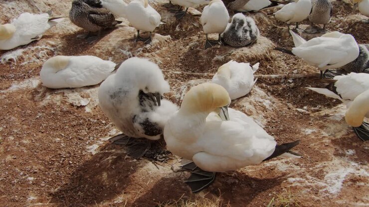 Beautiful gannet birds picking feathers on windy day, close up view