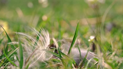 slowmotion macro shot of the grassy land in spring time